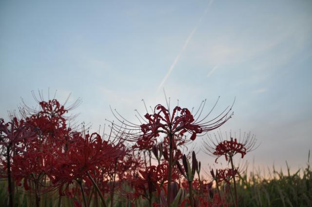 夕暮れの彼岸花の画像3