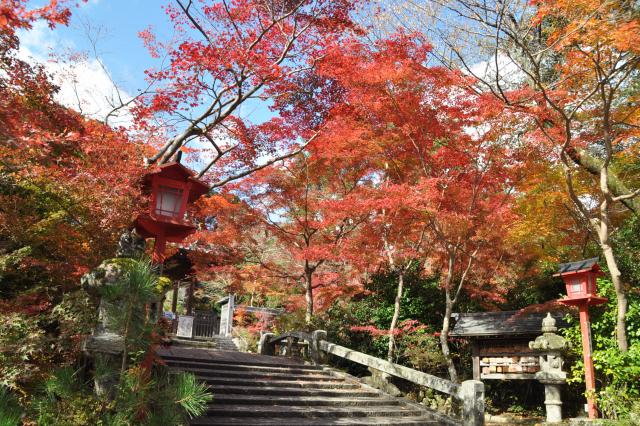 鍬山神社の紅葉の画像