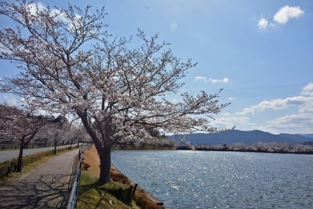 桜の画像1