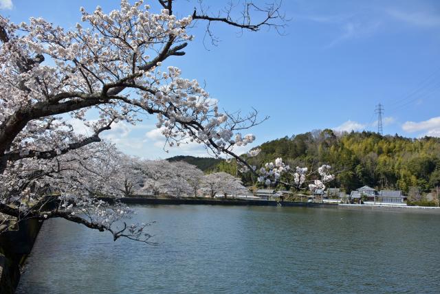 桜の画像2