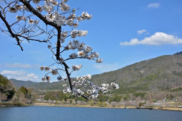 桜の画像3