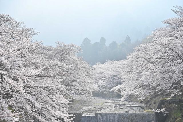 桜の画像4