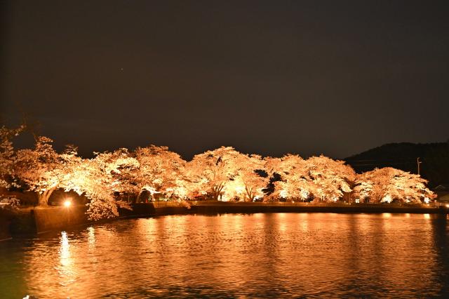 桜ライトアップの画像