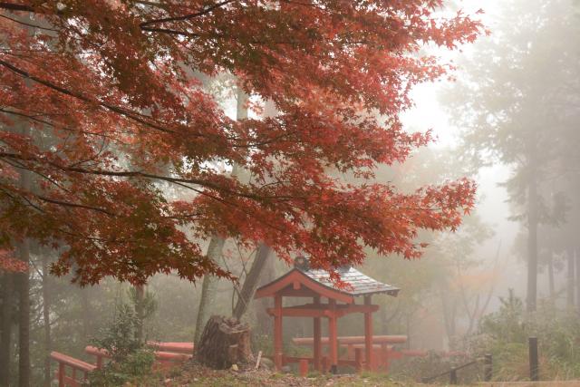 霧の世界への画像3