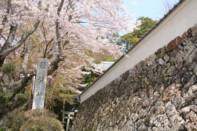 春の神社の画像1