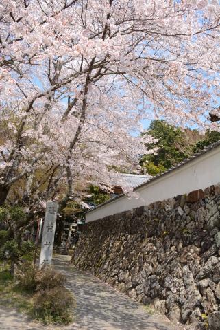 春の神社の画像2