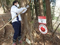 危険な枝葉を除去する職員の画像