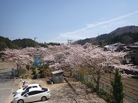 青空に桜の画像