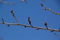 桜まだ