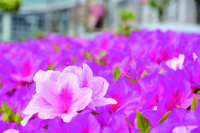 市の花「つつじ」の画像