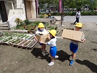 段ボールコンポストの肥料を運ぶ児童の画像