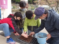 豆を育苗ポットに植える児童らの画像