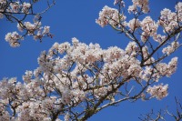 桜１