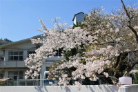 桜８