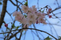 桜１１