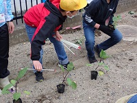 植える間隔を棒で計る児童の画像