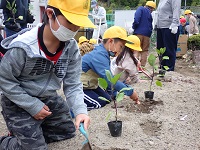 なすびの苗を植える児童らの画像