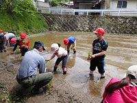 植え始める児童らの画像