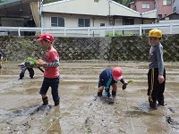 全校田植えの画像