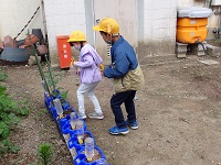 ポット栽培の野菜に水をやる児童の画像