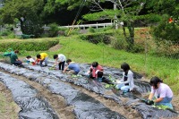 さつまいもの苗植え3