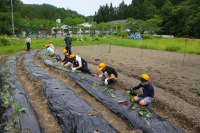 さつまいもの苗植え6