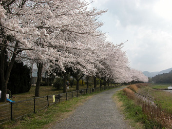 桜の画像