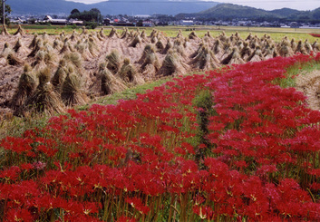 彼岸花の画像