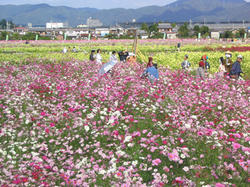 夢コスモス園の画像