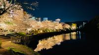 南郷公園の桜