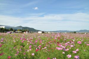 吉川町写真