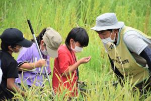 アユモドキ以外にも色々な生き物が見つかりました。