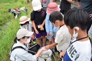 ヤゴを観察する子どもたち