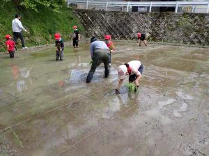 田植えをする児童の画像