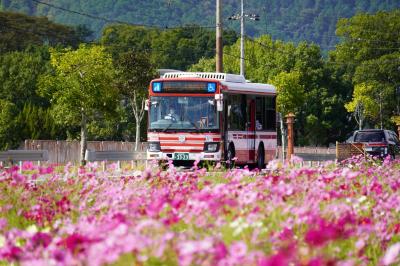 コスモスが咲く道をバスが走行している写真