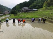 田植え