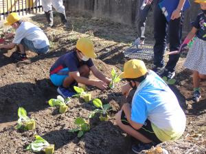白菜の苗を植える児童の画像