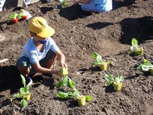 白菜を植える児童の画像