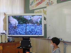 鶏の動画を発信する児童の画像