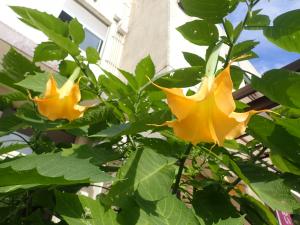 エンジェルス・トランペットの花の画像