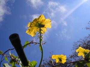 へちまの花？瓢箪のはな？の画像