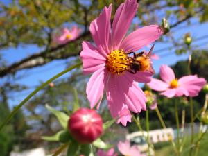 秋桜の蜜を集める蜂の画像