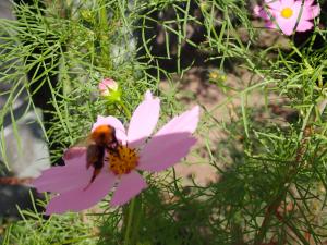 蜜を集める蜂の画像