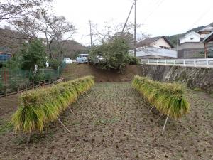 刈り入れの済んだ稲、稲木干し2列のf画像