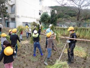 稲木の増設もお手伝いする児童の画像