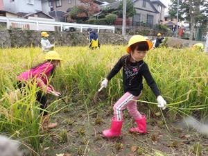 稲を刈る児童らの画像