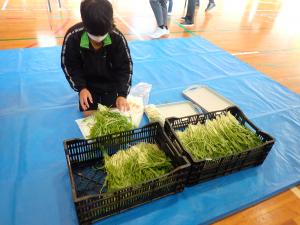 水菜を包装する児童の画像