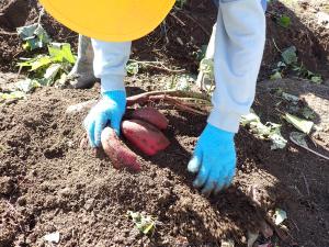 土中に3つの芋の姿発見の画像