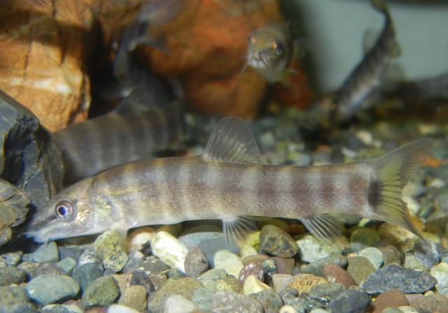 市役所1階アユモドキ飼育展示(閉庁日を除く)の画像