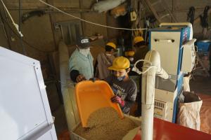 脱穀米を機械の中に入れる児童の画像